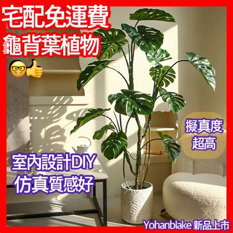 龜背芋|【室內觀葉植物】綠手指必知的龜背芋5個秘密，加碼。